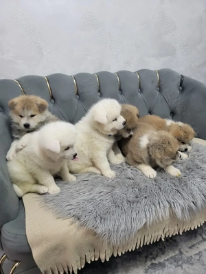 Akita Inu Japonez - imagine 3