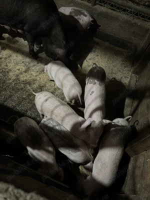 Vand purcei si porci mari pentru scrificat