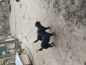 Vând  2 femele jagdterrier  - imagine 2