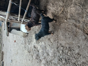 Vând  2 femele jagdterrier  - imagine 3