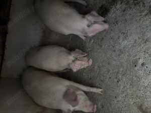 Vand purcei si porci mari pentru scrificat - imagine 2