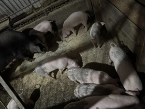Vand purcei si porci mari pentru scrificat - imagine 3