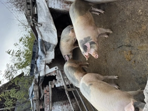 Vand purcei si porci mari pentru scrificat - imagine 4