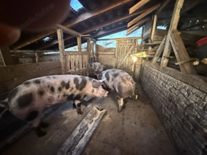 Porci pt tăiat de vânzare 