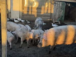 Porci pt tăiat de vânzare  - imagine 4