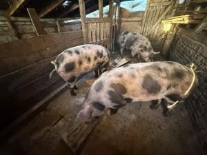 Porci pt tăiat de vânzare  - imagine 2