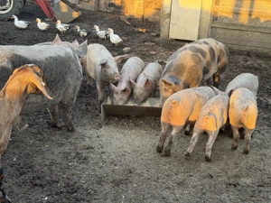 Porci pt tăiat  - imagine 4