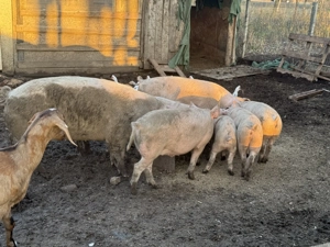 Porci pt tăiat de vânzare  - imagine 5