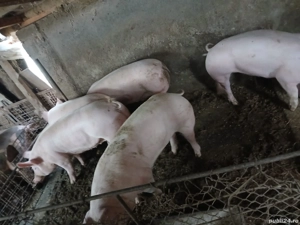 Vand porci de Craciun - imagine 3