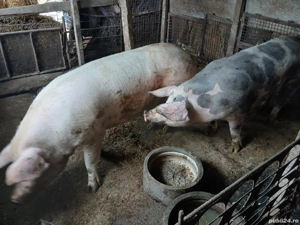 Vand porci de Craciun - imagine 5