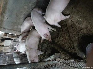 Vand porci de Craciun - imagine 2