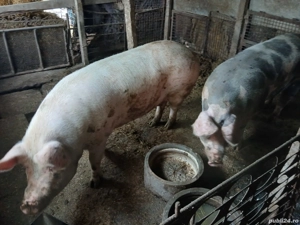 Vand porci de Craciun - imagine 4