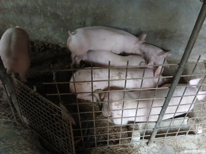 Vand porci de Craciun