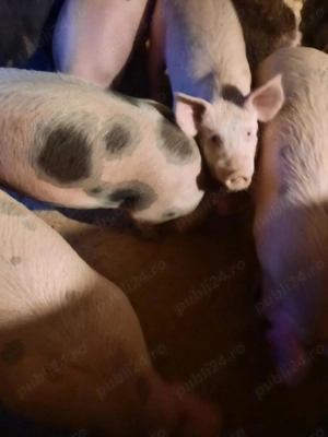 De vânzare 4bucati  - imagine 3