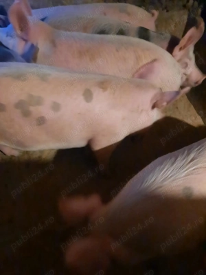 De vânzare 4bucati  - imagine 4