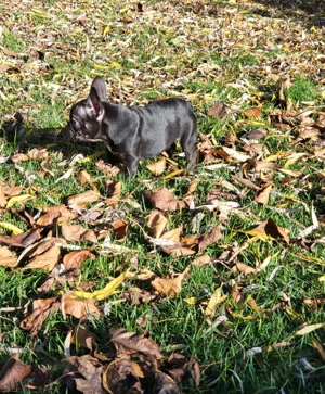 Bulldog Francez femela