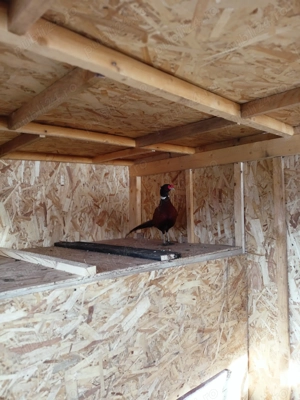 Vând 2 masculi fazan comun 150 ron