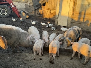 Purcei de vânzare  - imagine 2