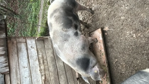 Porci de vanzare
