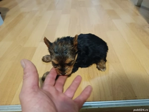 Yorkshire terrier talie mica - imagine 4