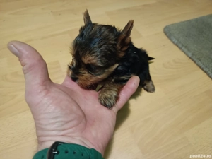 Yorkshire terrier talie mica - imagine 3
