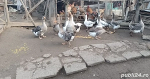 Gâște românești  - imagine 2