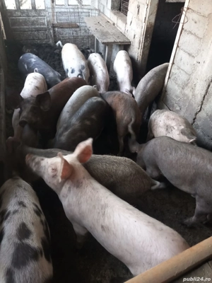 Vand porci - imagine 3