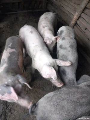 Vand porci - imagine 2