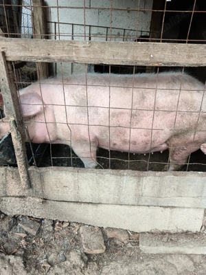 Porc de tăiat  - imagine 2