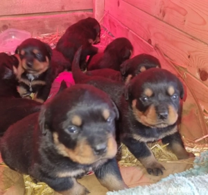 Rasa Rottweiler  - imagine 4