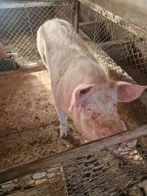Porc de Vânzare  - imagine 2