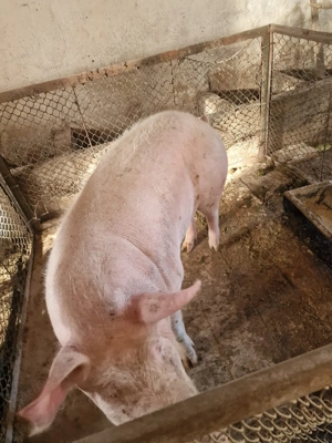 Porc de Vânzare  - imagine 4