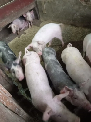 Grasuni de vânzare  - imagine 2