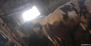 Vand vitei - imagine 2