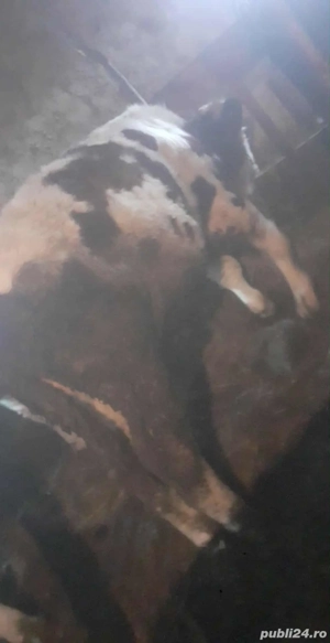 Vand vitei - imagine 3