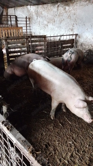 Porci de vânzare  - imagine 2