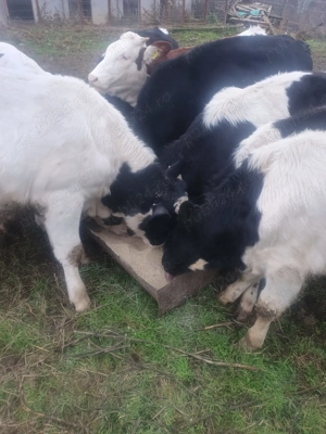 Vand vitei viu sau sacrificat  - imagine 3