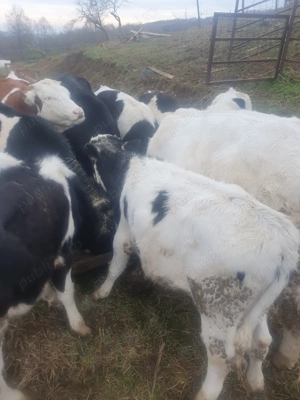 Vand vitei viu sau sacrificat 