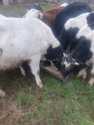 Vand vitei viu sau sacrificat  - imagine 2