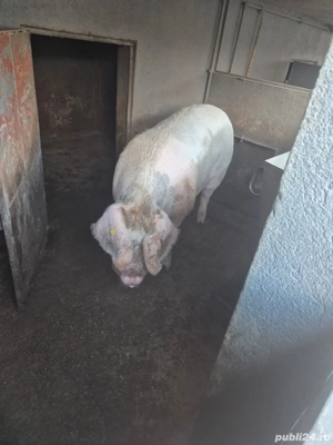 De vanzare 3 porci grasi