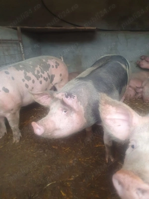 Porci crescuti in gospodarie (romanesti) - imagine 3