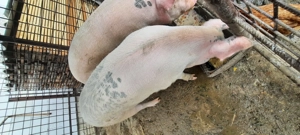 Porc de vanzare - imagine 2