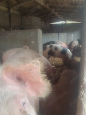 Porci crescuti in gospodarie (romanesti) - imagine 2