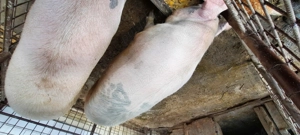 Porc de vanzare - imagine 3