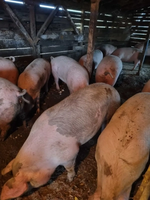 Porci crescuti in gospodarie (romanesti) - imagine 4