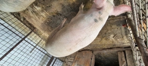 Porc de vanzare - imagine 4