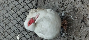 Vand Rate si Ratoi  lesesti - imagine 2