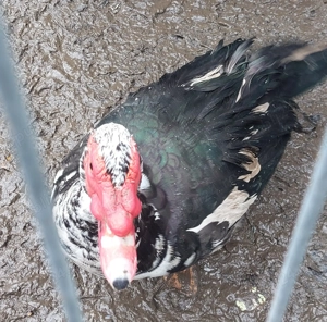 Vand Rate si Ratoi  lesesti - imagine 3