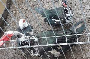 Vand Rate si Ratoi  lesesti