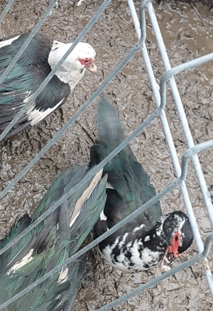 Vand Rate si Ratoi  lesesti - imagine 5